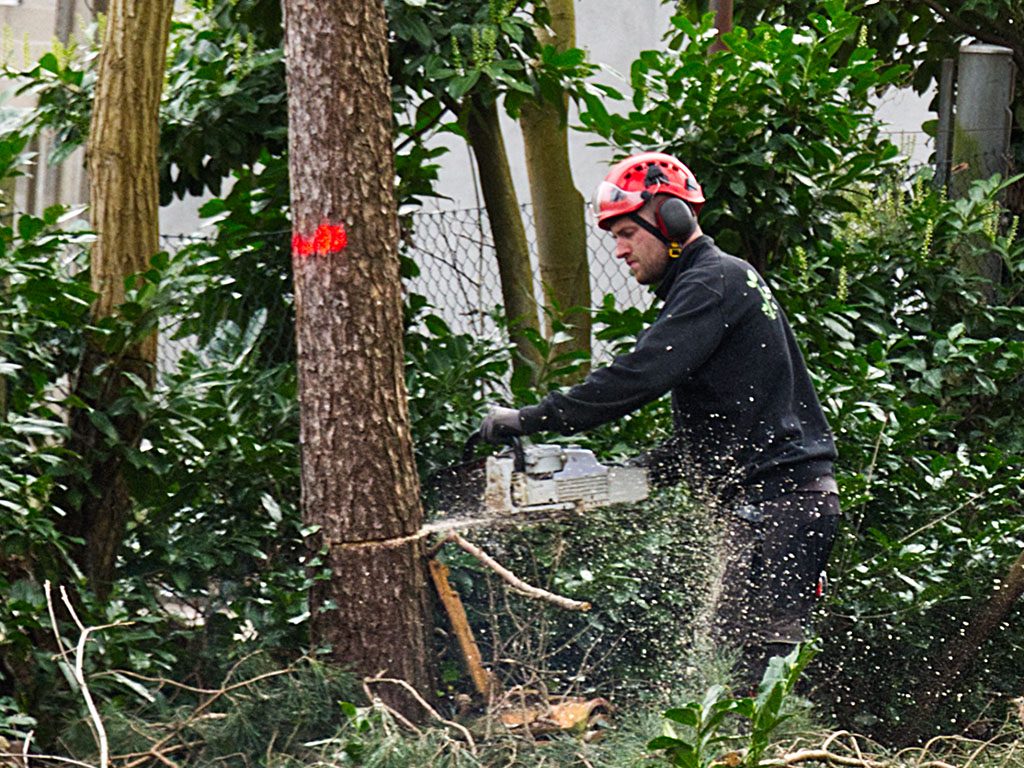 Bomenklem Loonbedrijf Kennes